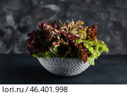 Wicker basket with fresh Lollo Rosso lettuce on dark background. Стоковое фото, фотограф Pixel_shot / Фотобанк Лори