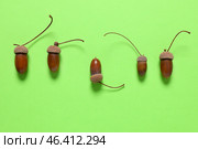 Acorns on color background. Concept of uniqueness. Стоковое фото, фотограф Pixel_shot / Фотобанк Лори