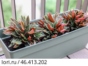 Peperomia rosso in pot on balcony. Стоковое фото, фотограф Pixel_shot / Фотобанк Лори