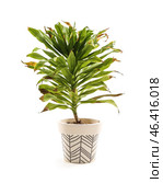 Wilted houseplant on white background. Стоковое фото, фотограф Pixel_shot / Фотобанк Лори