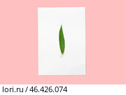 Green osier leaf with paper sheet on color background. Стоковое фото, фотограф Pixel_shot / Фотобанк Лори