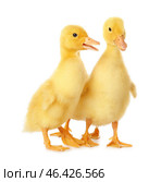 Cute ducklings on white background. Стоковое фото, фотограф Pixel_shot / Фотобанк Лори