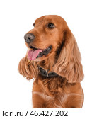 Red cocker spaniel on white background, closeup. Стоковое фото, фотограф Pixel_shot / Фотобанк Лори