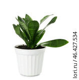 Green houseplant in pot on white background. Стоковое фото, фотограф Pixel_shot / Фотобанк Лори
