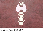 Shape of thyroid gland on color background. Стоковое фото, фотограф Pixel_shot / Фотобанк Лори