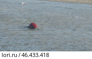 Spawning sockeye salmon. Стоковое видео, видеограф Михаил Коханчиков / Фотобанк Лори