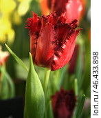 Tulipa Pacific Pearl, flowers are dark red, with lightly fringed edges. Стоковое фото, фотограф Валерия Попова / Фотобанк Лори