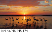 Flamingos wade in calm water during a serene sunset, vibrant orange sky reflecting on the water, showcasing peaceful nature. Стоковое AI-изображение, AI-художник Александра Рублева / Фотобанк Лори