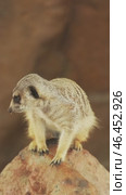 Meerkat sitting portrait. Стоковое видео, видеограф Михаил Коханчиков / Фотобанк Лори