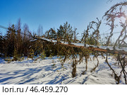 Overhead transmission line affected tree presents electrical risk power outage looming rural community needs safe approach avoid line disruption report incident promptly. Стоковое фото, фотограф Владимир Григорьев / Фотобанк Лори