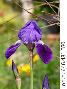 Delicate, garden iris (Iridaceae) growing in a flower bed. Стоковое фото, фотограф Татьяна Ляпи / Фотобанк Лори