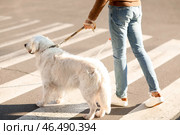 Собака-поводырь и слепой переходят дорогу в городе. Стоковое фото, фотограф Pixel_shot / Фотобанк Лори