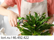 Женщина срезает сухой лист увядшего комнатного растения дома, крупным планом. Стоковое фото, фотограф Pixel_shot / Фотобанк Лори