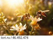 Bees pollinate yellow flower, honey bee working in the meadow collecting pollen from flowers. Стоковое AI-изображение, AI-художник Виктория Тельминова / Фотобанк Лори