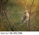Single bohemian waxwing bird that breeds in the coniferous forests with gray plumage, black face and with crest sitting on tree branch or twig looking sideways against green background with copy space. Стоковое фото, фотограф Елена Кабенкина / Фотобанк Лори