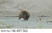 Brown bear hunts for salmon. Стоковое видео, видеограф Михаил Коханчиков / Фотобанк Лори