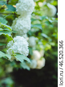 Цветущая калина бульденеж (лат. Viburnum opulus) в саду. Стоковое фото, фотограф Андрей Пустякин / Фотобанк Лори