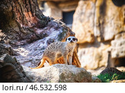 Милый сурикат в зоологическом саду. Стоковое фото, фотограф Pixel_shot / Фотобанк Лори