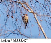 Common redpoll Acanthis flammea perched on branch. Стоковое фото, фотограф Ольга Сергеева / Фотобанк Лори