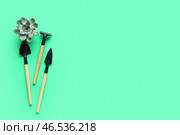 Инструменты для садоводства и суккулентное растение на зеленом фоне. Стоковое фото, фотограф Pixel_shot / Фотобанк Лори