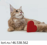 Рыжий кот породы мейнкун смотрит вверх, на однотонном фоне, крупным планом. Close-up of ginger Maine Coon cat looking up, on plain background. Стоковое фото, фотограф Наталья Пеньшина / Фотобанк Лори