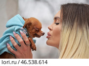 Девушка держит на руках щенка той-терьера. Стоковое фото, фотограф Олеся Иноземцева / Фотобанк Лори