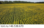 The coolness of the morning and the light breeze playing with the petals of sunflowers are recorded at the beginning of a new day, when nature wakes up, creating a sense of lively interaction with it. Стоковое видео, видеограф Скрипачев Антон / Фотобанк Лори