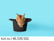 Шляпа фокусника с милым кроликом на цветном фоне. Стоковое фото, фотограф Pixel_shot / Фотобанк Лори