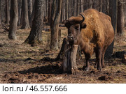 Взрослый зубр в заповеднике. Приокско-Террасный заповедник. Стоковое фото, фотограф Мария Паина / Фотобанк Лори