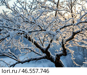 Заледенелые ветки дерева. Стоковое AI-изображение, AI-художник Руслан Лесков / Фотобанк Лори