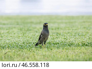 Common myna stands on a green lawn. Стоковое фото, фотограф Екатерина Якименко / Фотобанк Лори