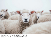 Flock of sheep grazes peacefully in a rustic farm setting alive with nature. Detailed closeup of brown and white sheep herd. Concept of sheep farming and herding. Open-air sheepfold. Farmhouse. Стоковое AI-изображение, AI-художник Евгений Демидюк / Фотобанк Лори