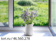 A bouquet of wild polemonium flowers in a vintage white jug. Стоковое фото, фотограф Elena Grishina / Фотобанк Лори