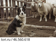 Преданный пастуший пёс охраняет стадо овец на деревенской ферме. Стоковое AI-изображение, AI-художник Anna Leeva / Фотобанк Лори
