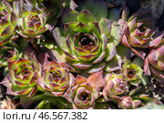 Rosettes of Sempervivum tectorum or the common houseleek. Стоковое фото, фотограф EugeneSergeev / Фотобанк Лори