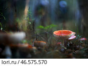 Мухоморы. Стоковое фото, фотограф Владимир Смирнов / ТАСС / Фотобанк Лори