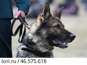 Служебная собака у ног сотрудника кинологической службы. Стоковое фото, фотограф Донат Сорокин / ТАСС / Фотобанк Лори