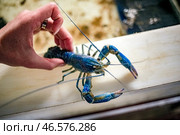 Австралийский красно-клешневый рак. Стоковое фото, фотограф Ярослав Беляев / ТАСС / Фотобанк Лори