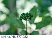 Плоды женьшеня. Стоковое фото, фотограф Юрий Смитюк / ТАСС / Фотобанк Лори