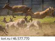 Бегущие пятнистые олени. Стоковое фото, фотограф Юрий Смитюк / ТАСС / Фотобанк Лори