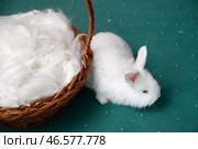Белый ангорский кролик у плетеной корзины со срезанным мехом. Стоковое фото, фотограф Артем Геодакян / ТАСС / Фотобанк Лори