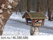 Поползень с семечком в клюве сидит в кормушке. Парк культуры и отдыха «Дубки» в городе Сестрорецке. Санкт-Петербург. Редакционное фото, фотограф Румянцева Наталия / Фотобанк Лори