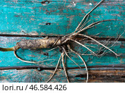 Корень женьшеня. Стоковое фото, фотограф Юрий Смитюк / ТАСС / Фотобанк Лори