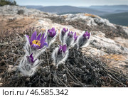 Цветы прострела горного на склоне. Стоковое фото, фотограф Сергей Мальгавко / ТАСС / Фотобанк Лори