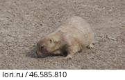 Prairie dog on ground. Стоковое видео, видеограф Михаил Коханчиков / Фотобанк Лори