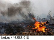 Горящие деревья в лесу. Стоковое фото, фотограф Александр Рюмин / ТАСС / Фотобанк Лори