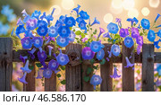 Colorful morning glories blooming on a rustic wooden fence in a sunlit garden setting. Стоковое AI-изображение, AI-художник Сергей Толмачёв / Фотобанк Лори