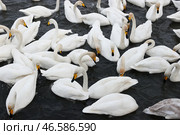 Лебеди-кликуны. Стоковое фото, фотограф Кирилл Кухмарь / ТАСС / Фотобанк Лори