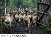 Бегущие маралы. Стоковое фото, фотограф Кирилл Кухмарь / ТАСС / Фотобанк Лори