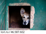 Собака в конуре. Стоковое фото, фотограф Артем Геодакян / ТАСС / Фотобанк Лори